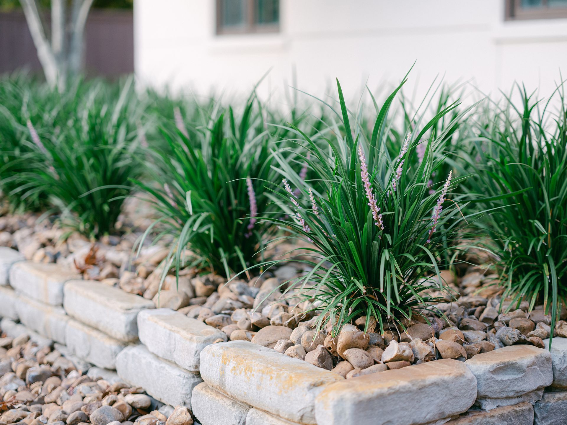A row of plants growing in a rock bed in front of a white house.