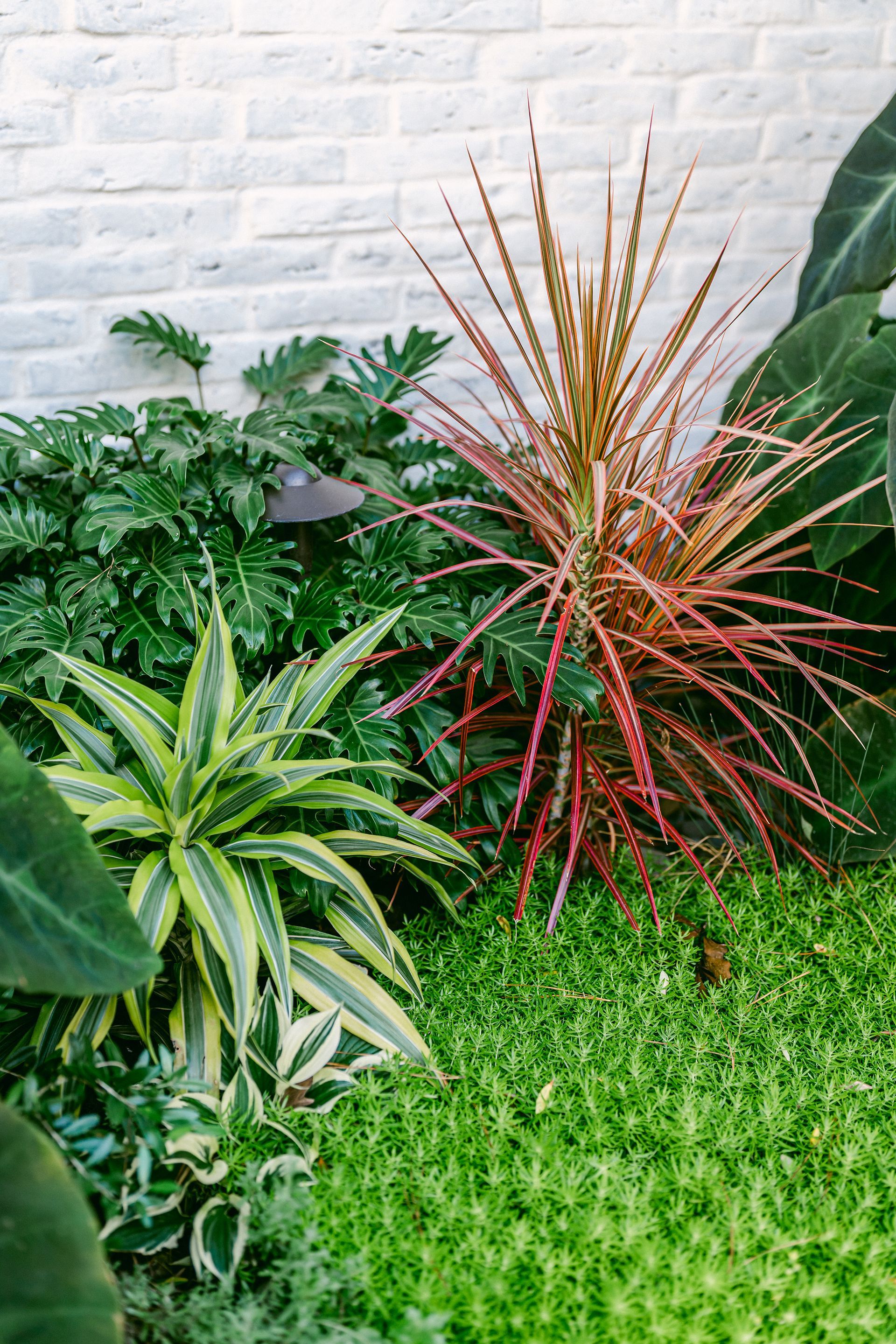 There are many different types of plants in the garden.