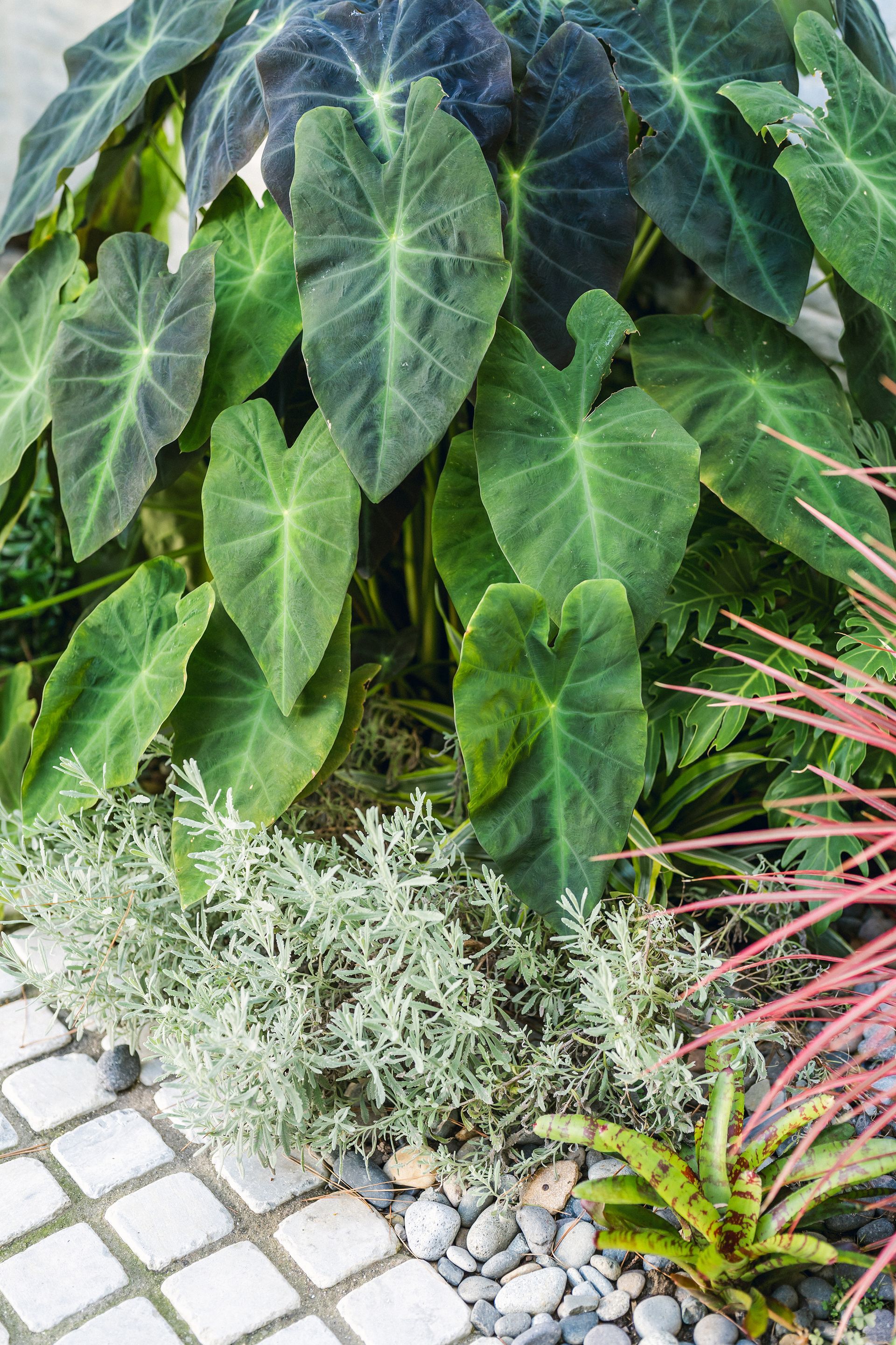 There are many different types of plants in this garden.