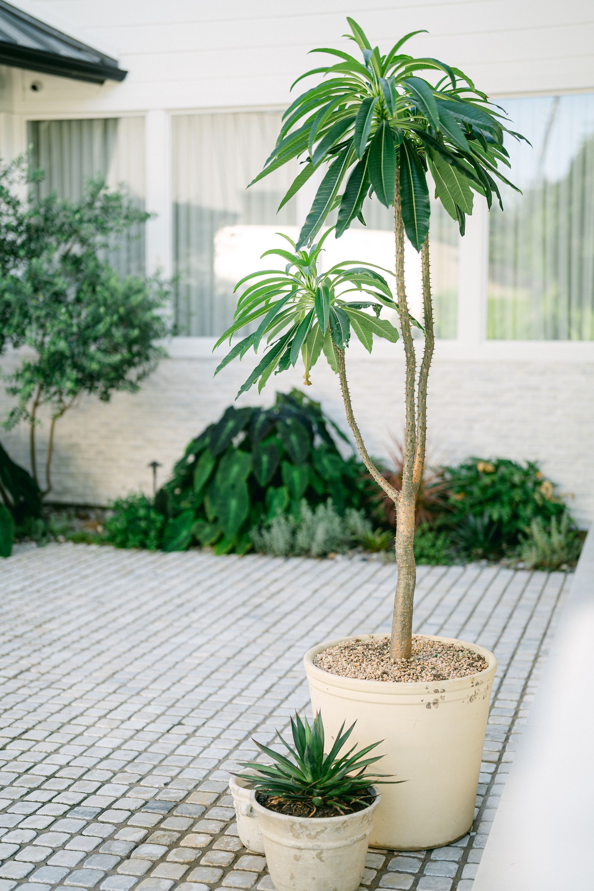 A potted plant is sitting on a brick driveway in front of a house.