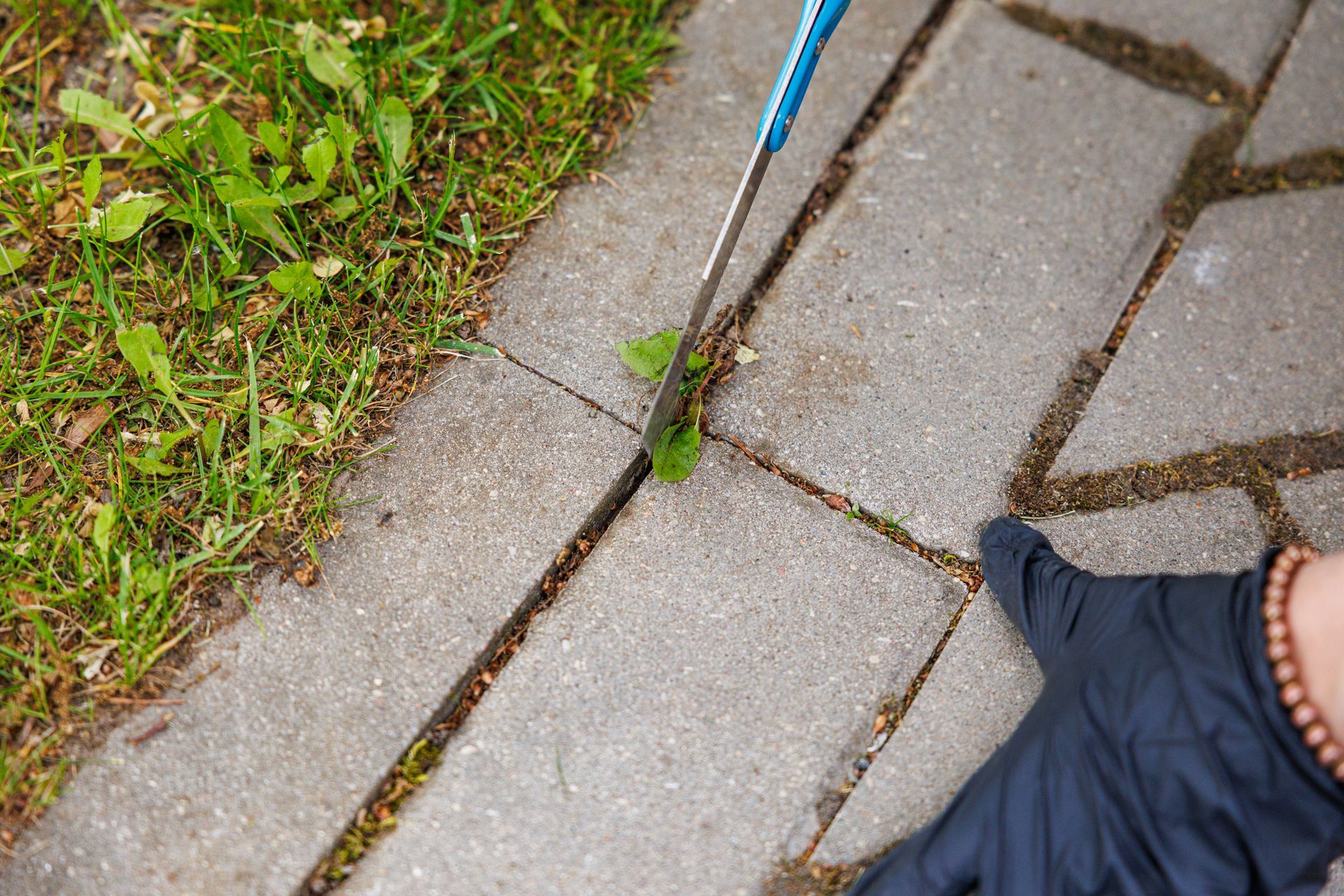 Blue-handled tool weeding between gray paving stones beside grass, with a gloved hand at right.