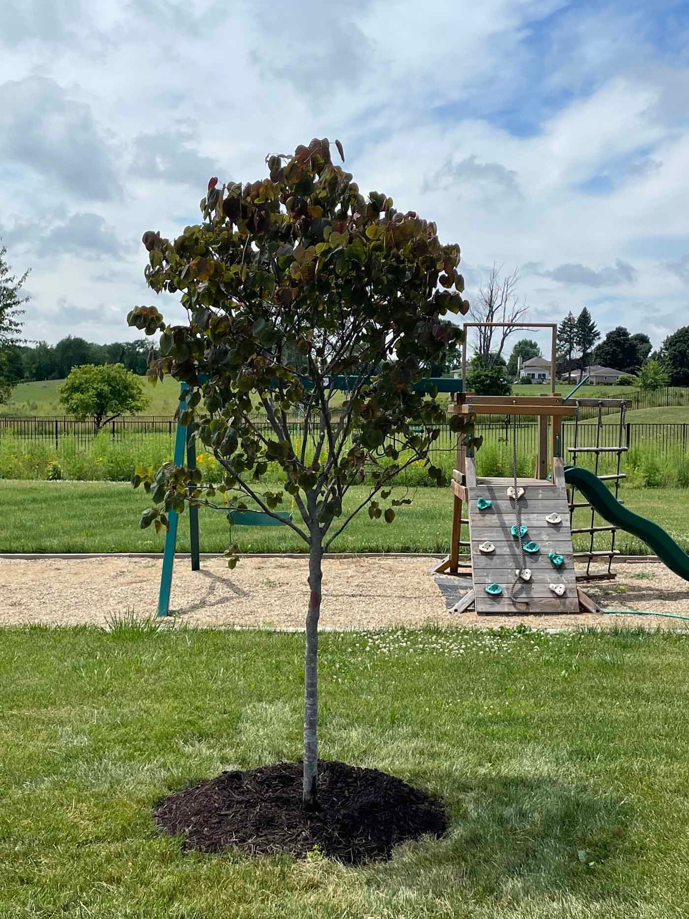 A young tree with dark reddish-purple leaves planted in a mulched circle on a lawn in front of a backyard playground.