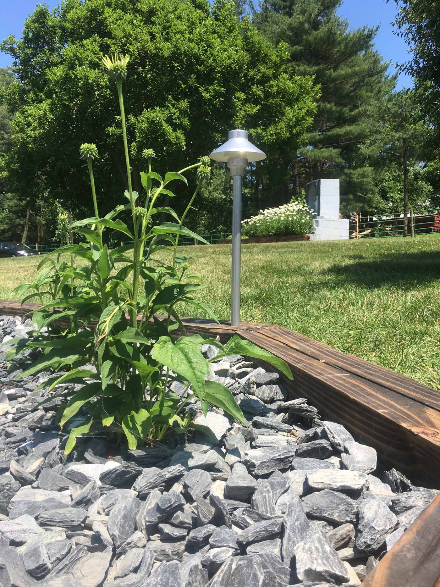 A small, green plant with flower buds grows in a gravel bed next to a garden light and wooden landscaping timber.
