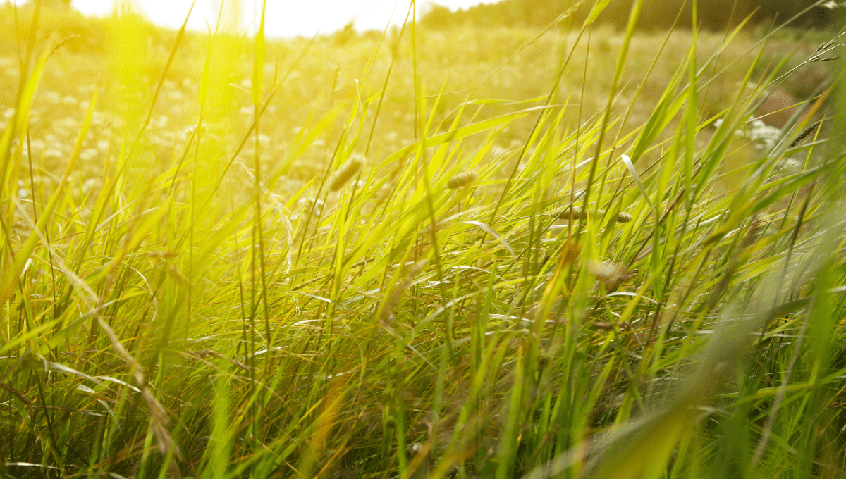 grass field