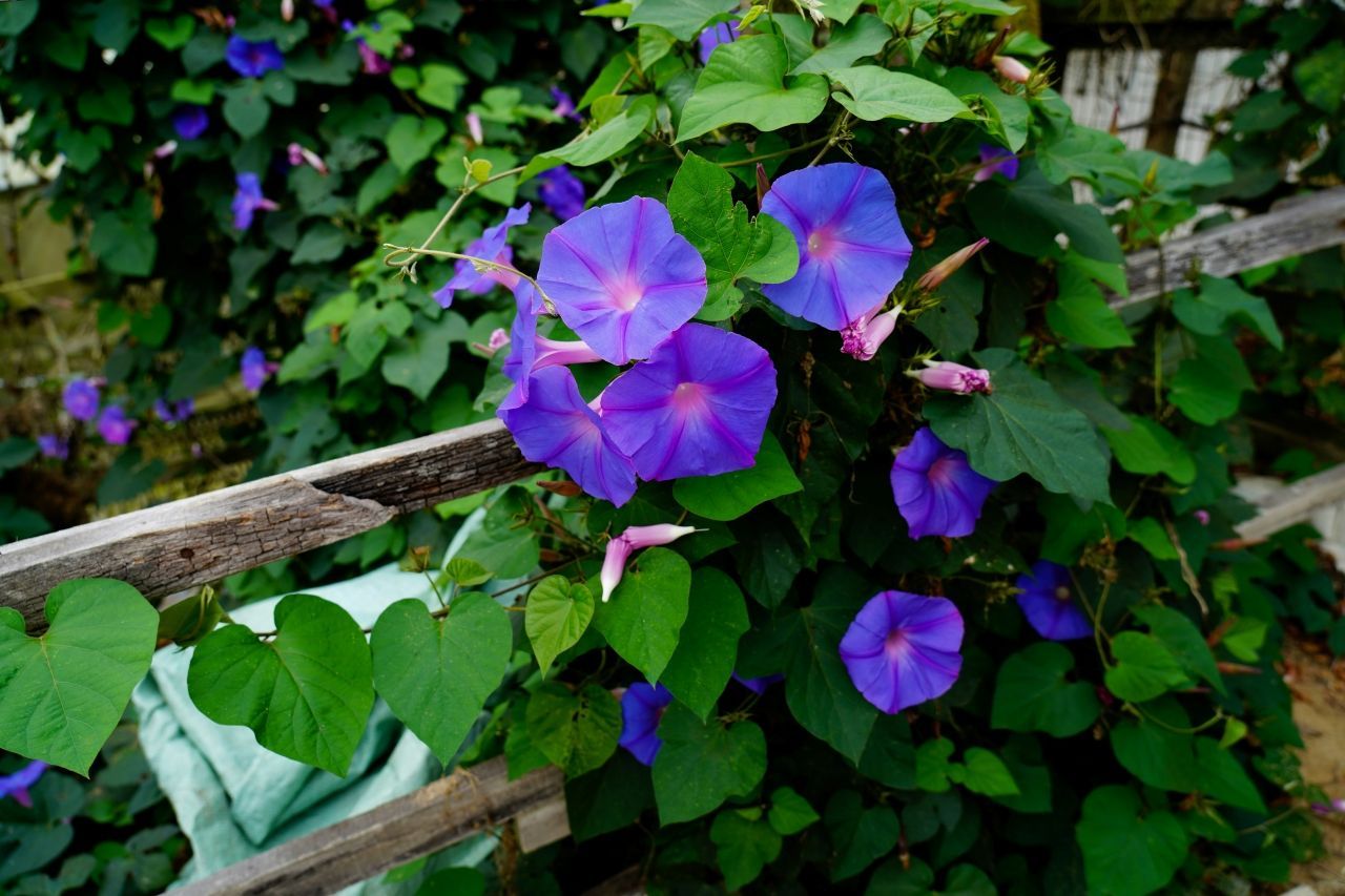 Discover effective noxious weed control methods and how Rapid Logix supports targeted spraying.