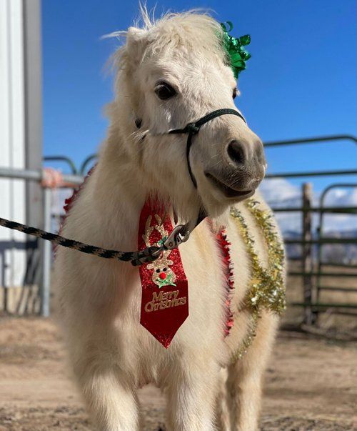 Casper Smiling — Fruita, CO — Harmony Acres Equestrian Center