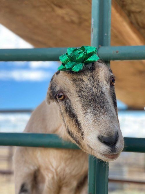 Fawny Standing — Fruita, CO — Harmony Acres Equestrian Center