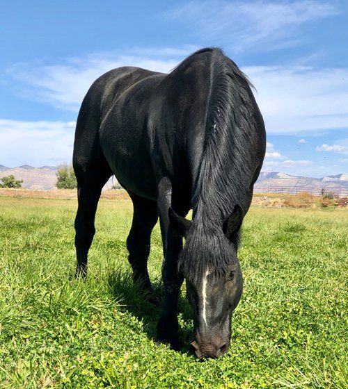 Doc Standing — Fruita, CO — Harmony Acres Equestrian Center