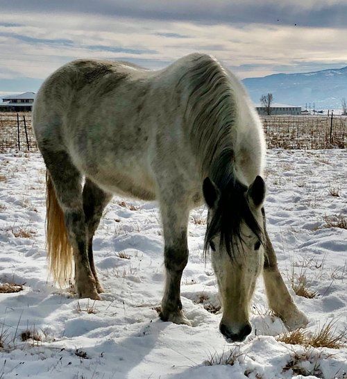 Maylay Eating A Grass — Fruita, CO — Harmony Acres Equestrian Center