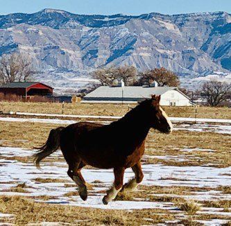 Merci Running — Fruita, CO — Harmony Acres Equestrian Center