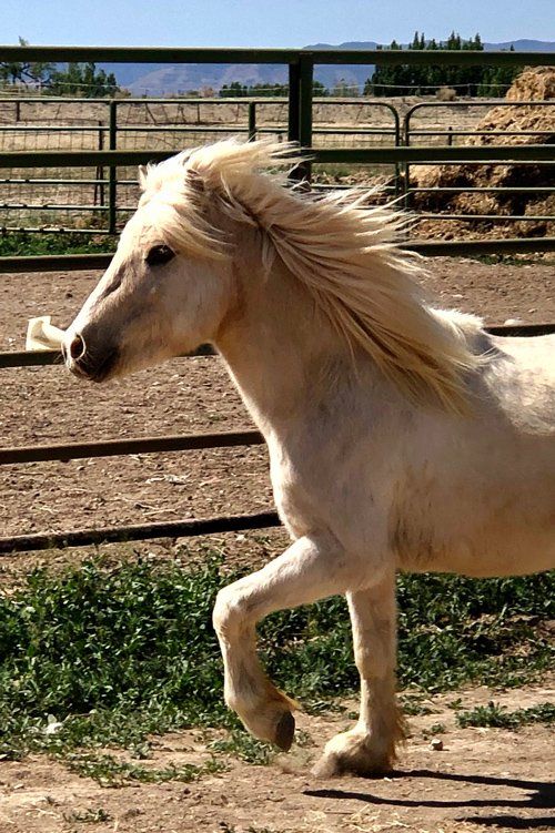 Noel Running — Fruita, CO — Harmony Acres Equestrian Center
