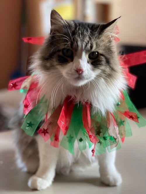 Maine Coon Cat — Fruita, CO — Harmony Acres Equestrian Center