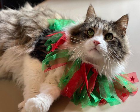 Cat Laying — Fruita, CO — Harmony Acres Equestrian Center