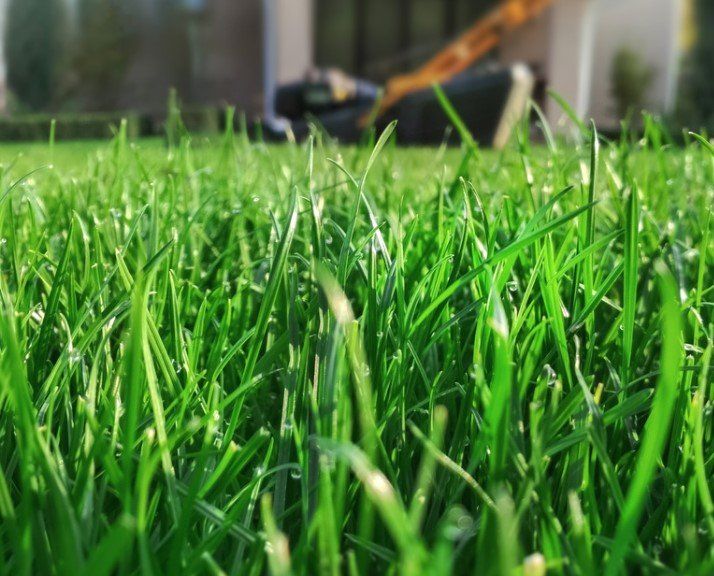Lush Green Grass Close Up