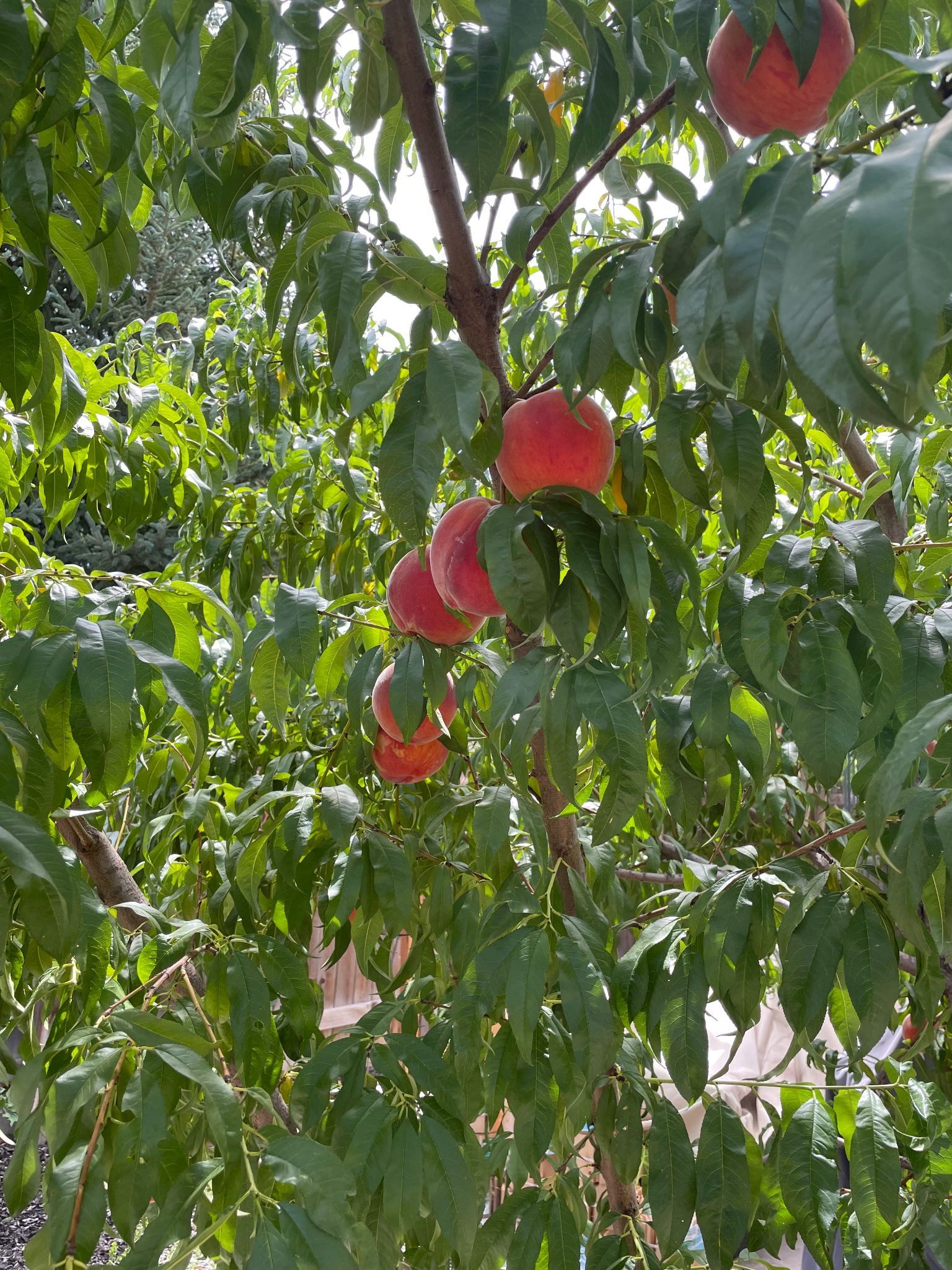 Peaches Growing On A Tree
