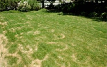 Necrotic Ring Spot In Lawn