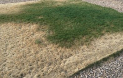 Spider Mites In Lawn