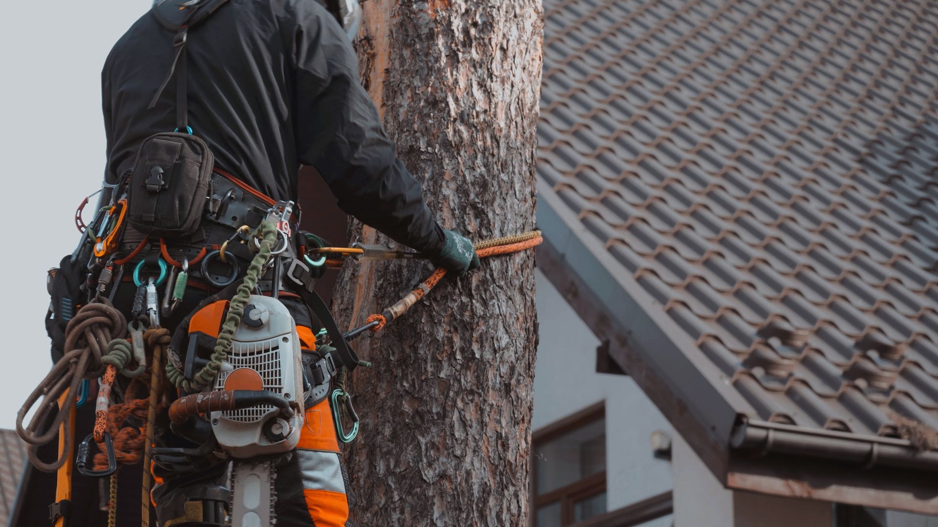 Man in safety harnesses and helmet cuts down large tree sections with chainsaw. Arborist in climbing harness performing residential tree service near a Fort Collins home