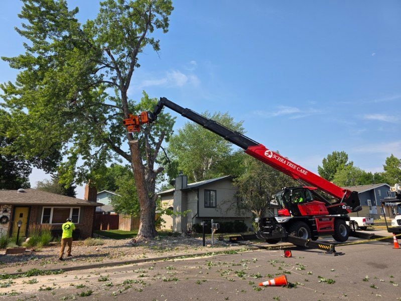 Man in safety harnesses and helmet cuts down large tree sections with chainsaw. Man in safety harnesses and helmet cuts down large tree sections with chainsaw.