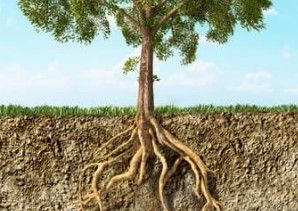 Tree Roots Underground Diagram
