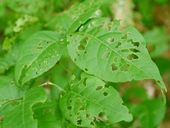 Leaves With Insect Holes
