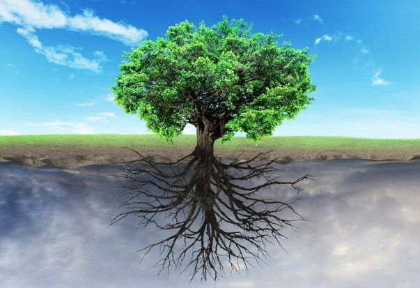 Green Tree With Deep Roots
