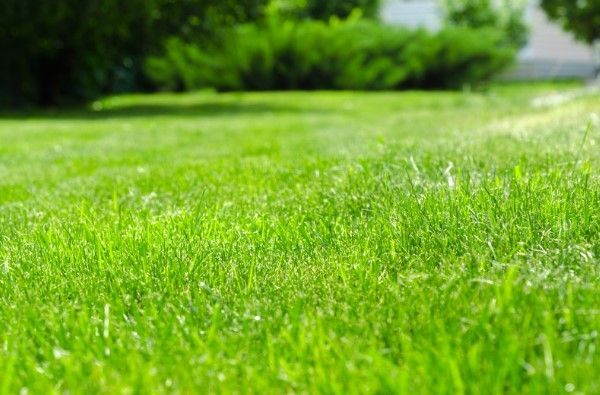 Lush Green Grass Field