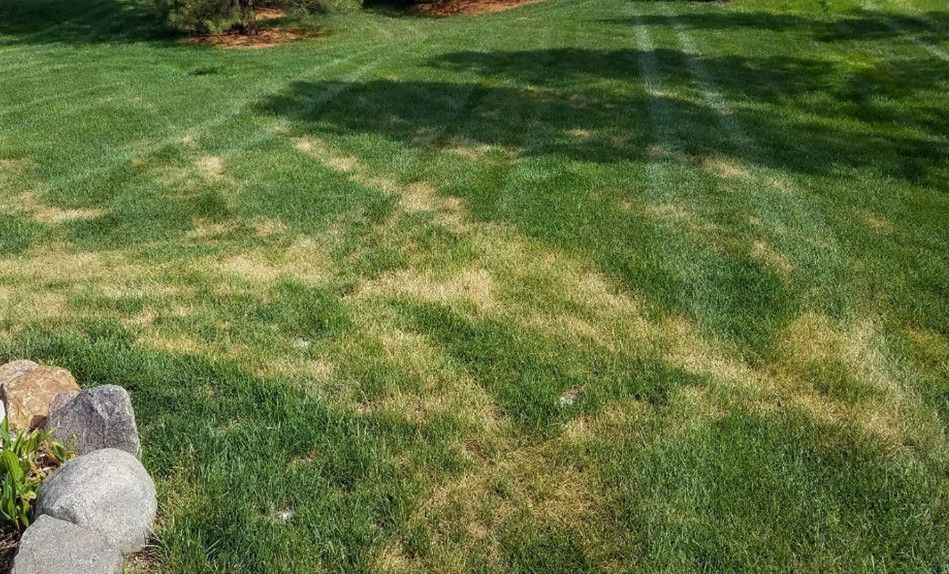 Ascochyta Leaf Blight In Lawn