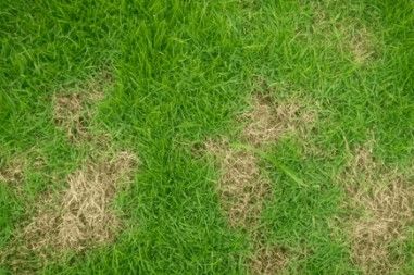 Sod Webworm Damaged Lawn