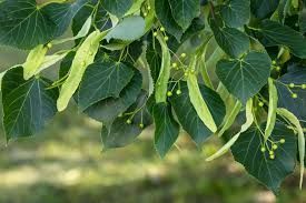 Garden Sprayer Pest Control Service
