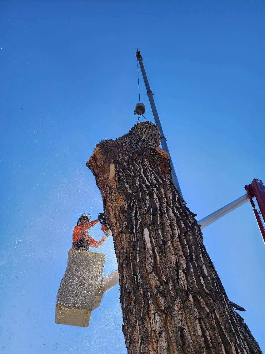 Arborist Climbing Pine Tree
