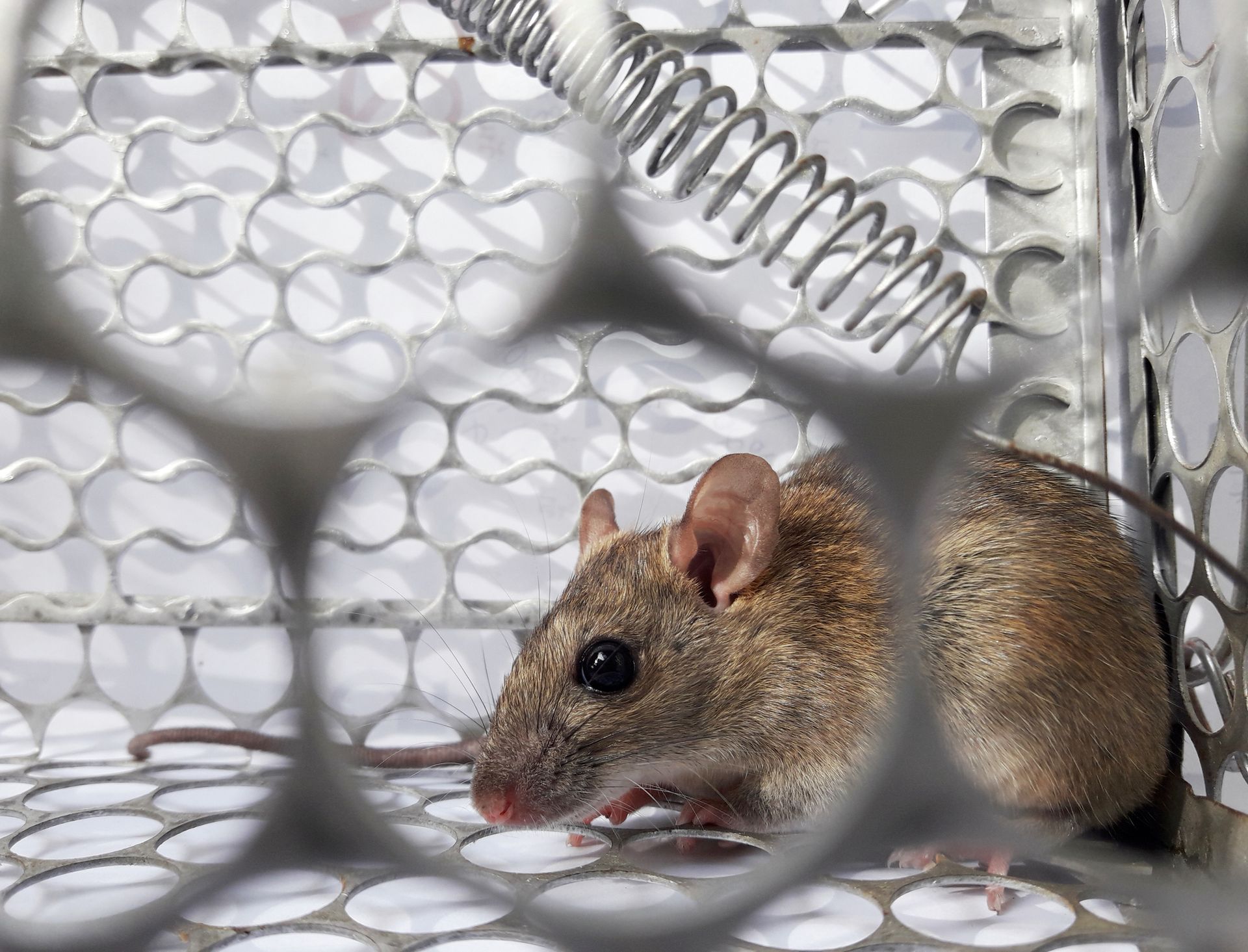 Rodent in Cage — Leongatha, VIC — South Gippsland Pest Control