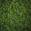 buxus hedge topiary