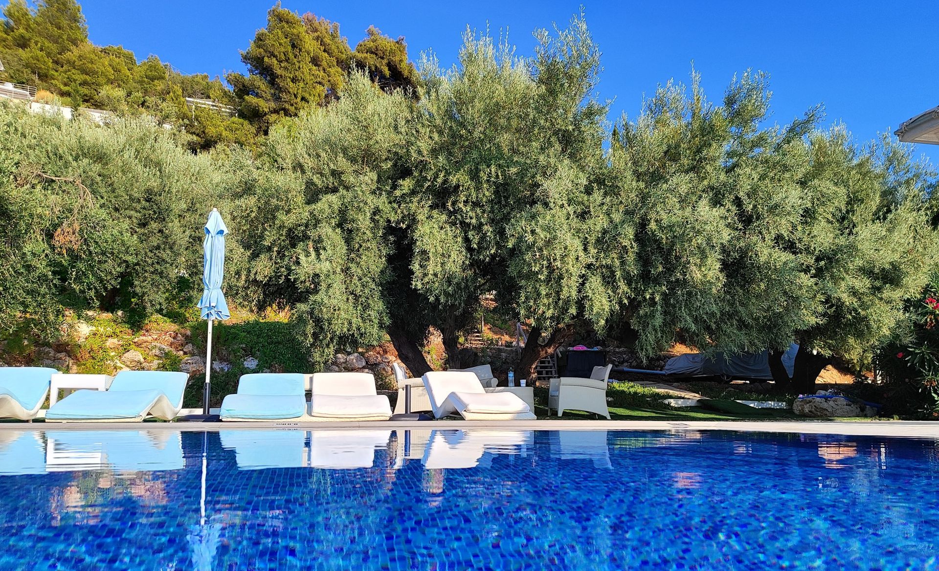 Blue pool with white lounge chairs, closed umbrellas, and lush green trees under a clear sky