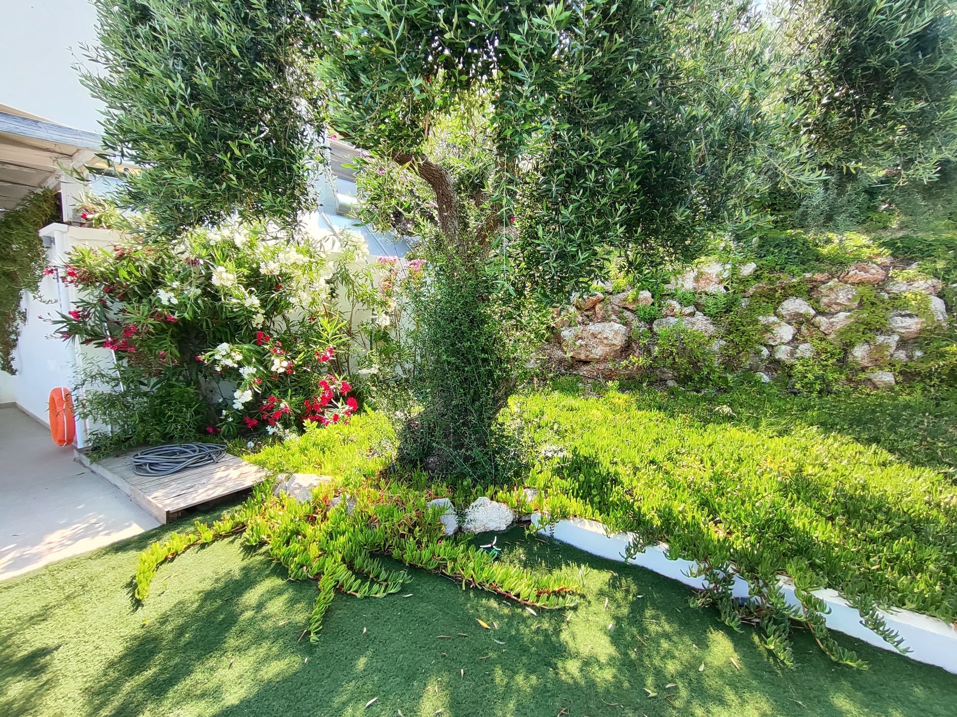 Sunlit garden with trimmed hedges, flowering bushes, trees, and a stone path beside a house