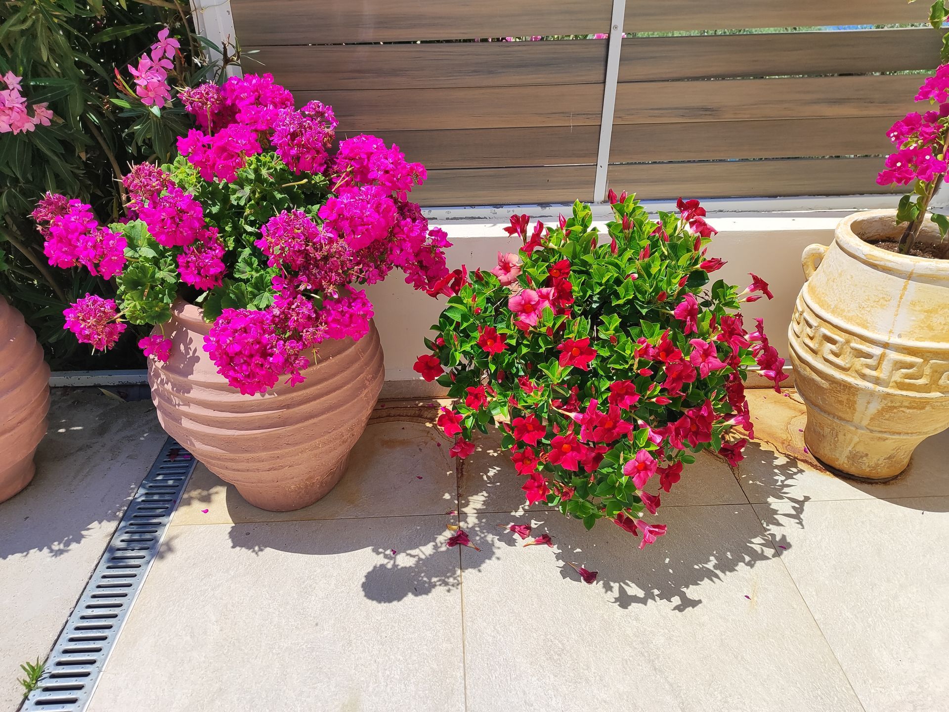 Two pink flowering potted plants on a patio beside a tan pot and wooden fence