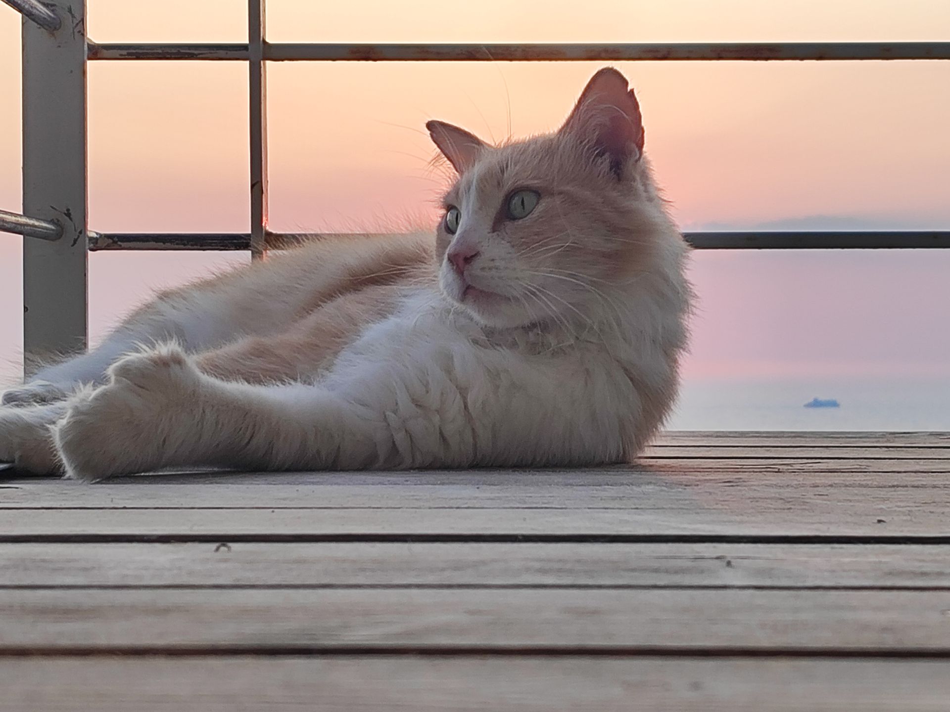 Cream-colored cat lounging on a wooden deck by the sea at sunset, framed by a railing.