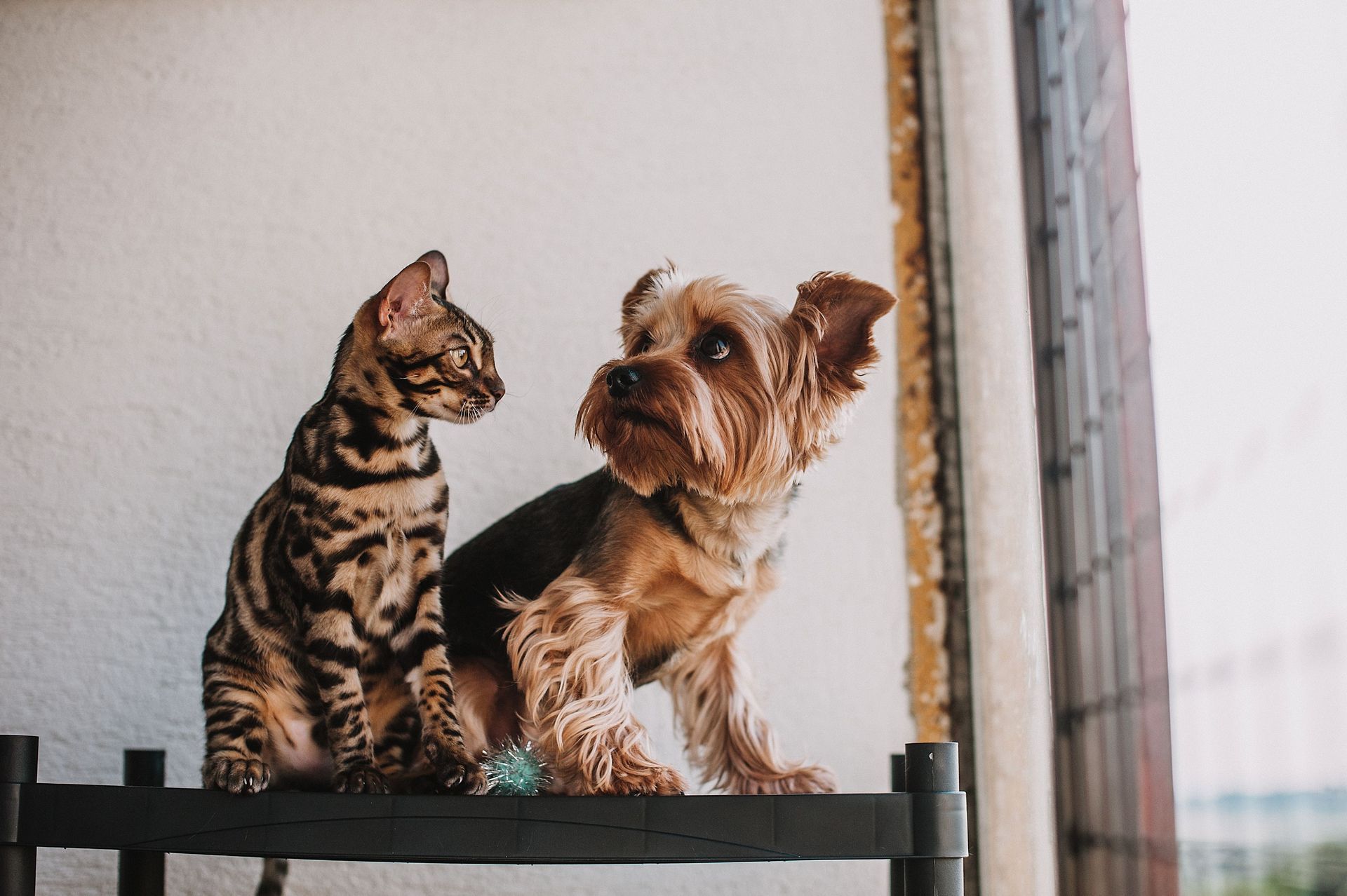 Pet friendly community. All breeds and weights of dogs welcome.