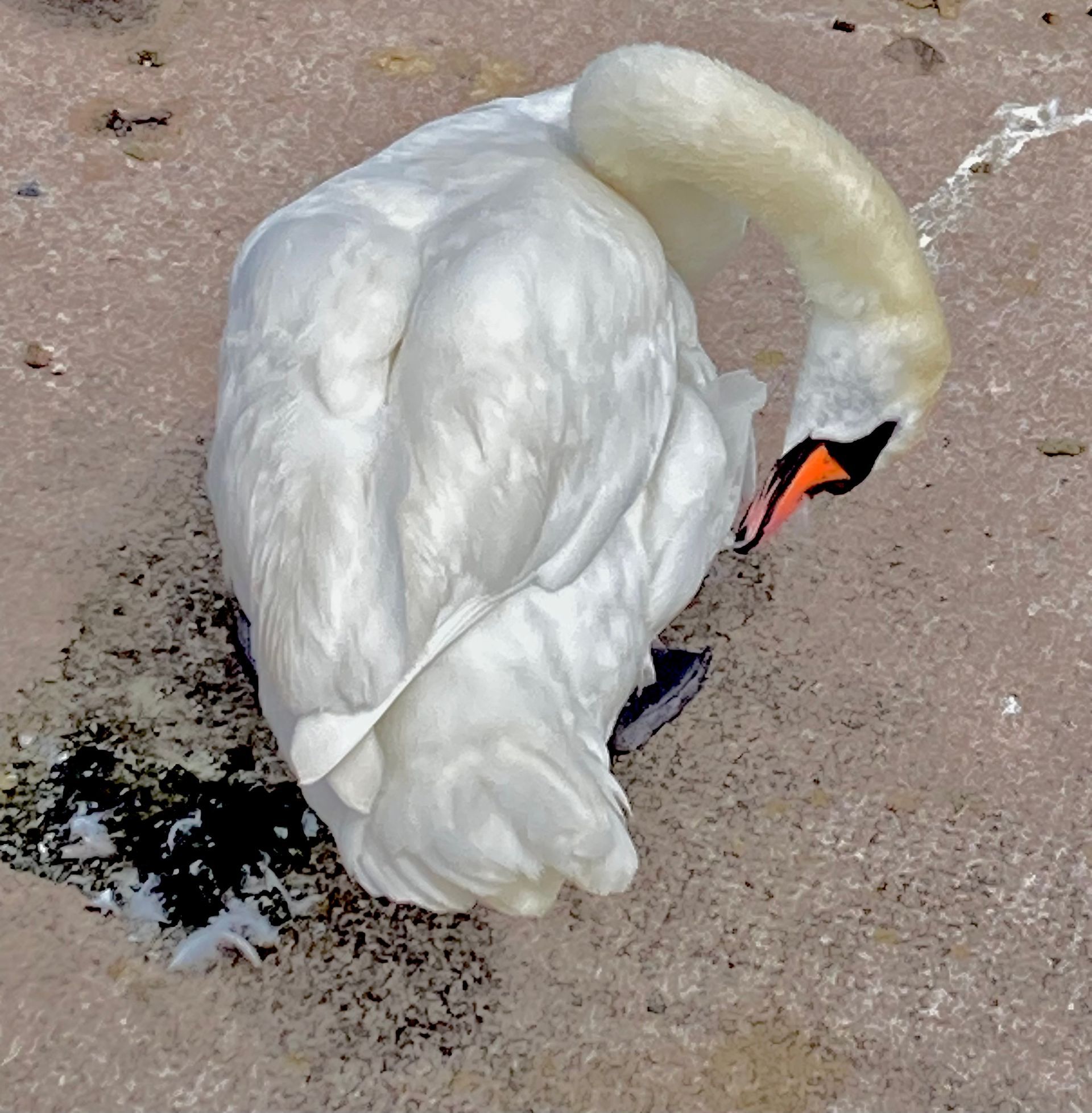 contemporary artist sculpture, multidisciplinary artist UK, sculpture and installation artist, David Booth MRSS, drawing, Fine Artist, photography, swan
