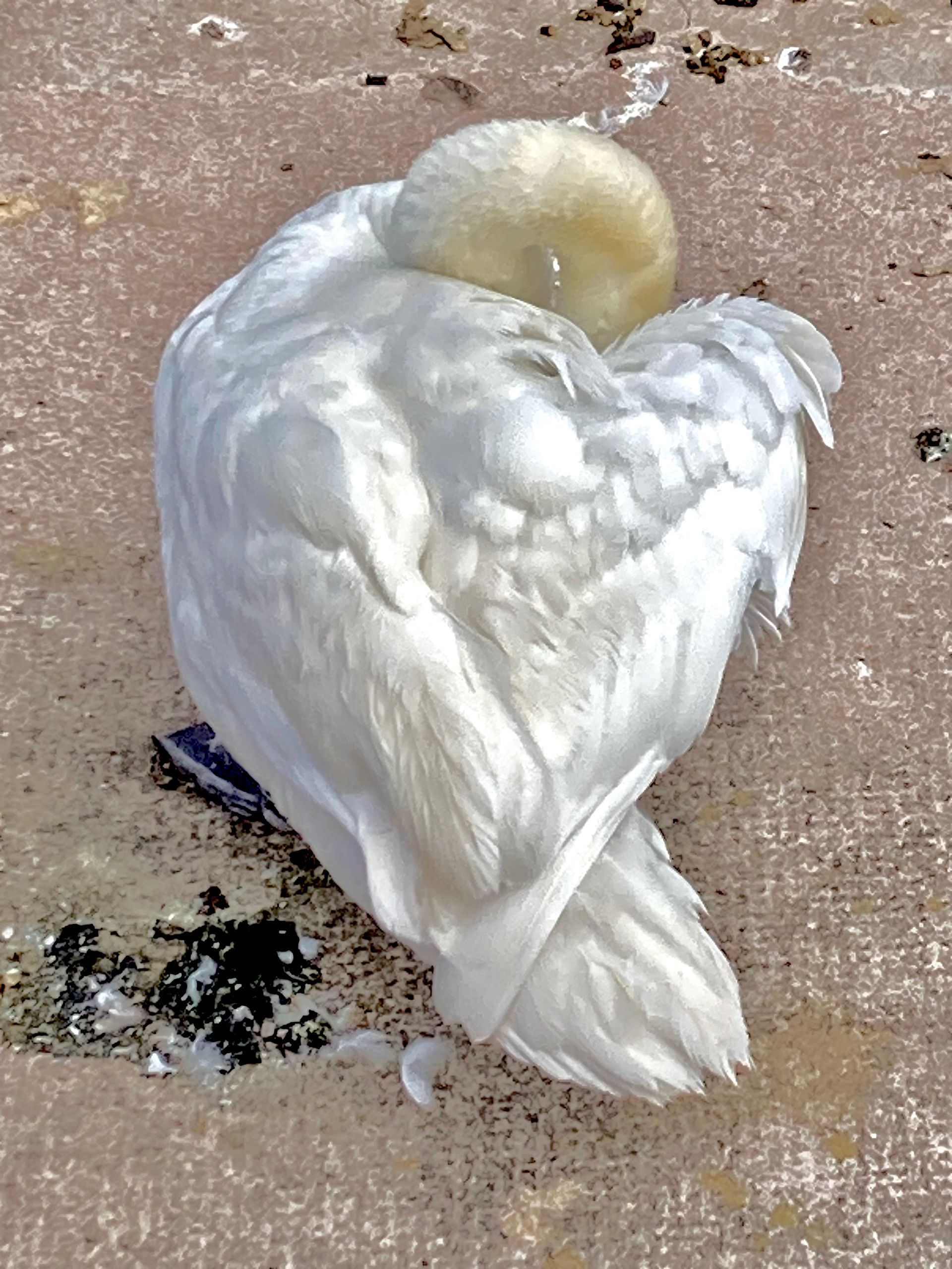 contemporary artist sculpture, multidisciplinary artist UK, sculpture and installation artist, David Booth MRSS, drawing, Fine Artist, photography, swan