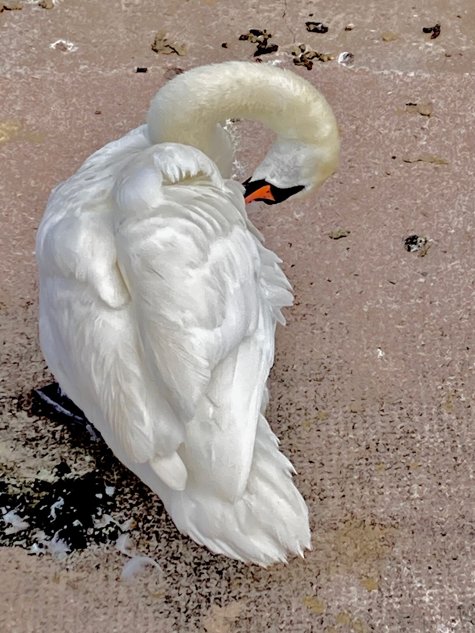 contemporary artist sculpture, multidisciplinary artist UK, sculpture and installation artist, David Booth MRSS, drawing, Fine Artist, photography, swan