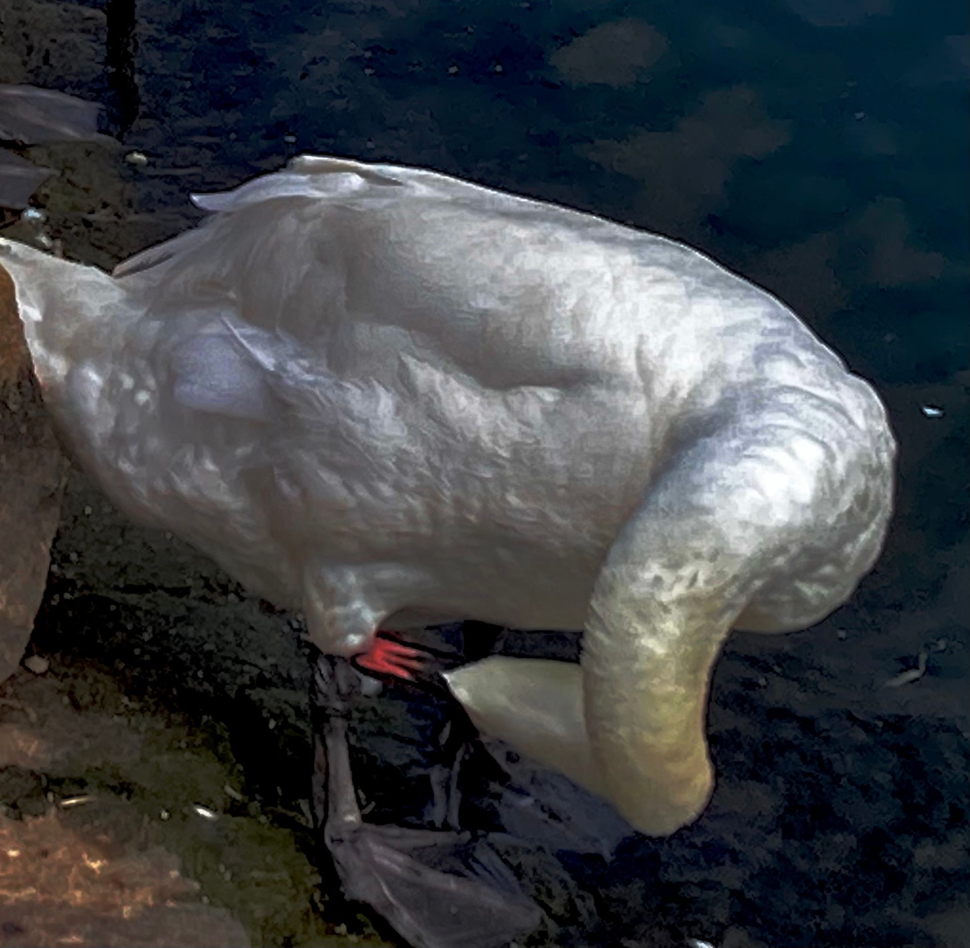 contemporary artist sculpture, multidisciplinary artist UK, sculpture and installation artist, David Booth MRSS, drawing, Fine Artist, photography, swan
