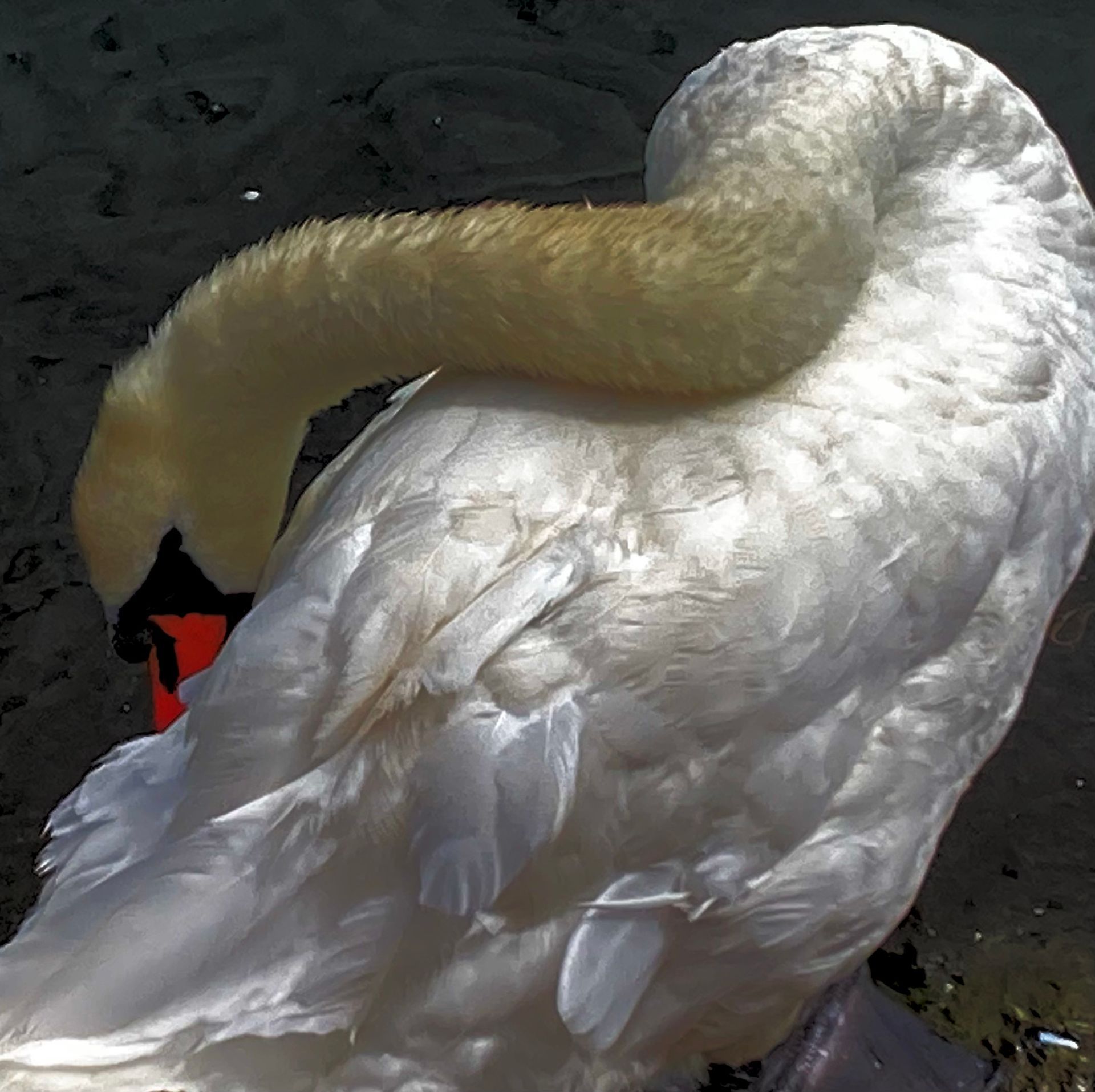 contemporary artist sculpture, multidisciplinary artist UK, sculpture and installation artist, David Booth MRSS, drawing, Fine Artist, photography, swan