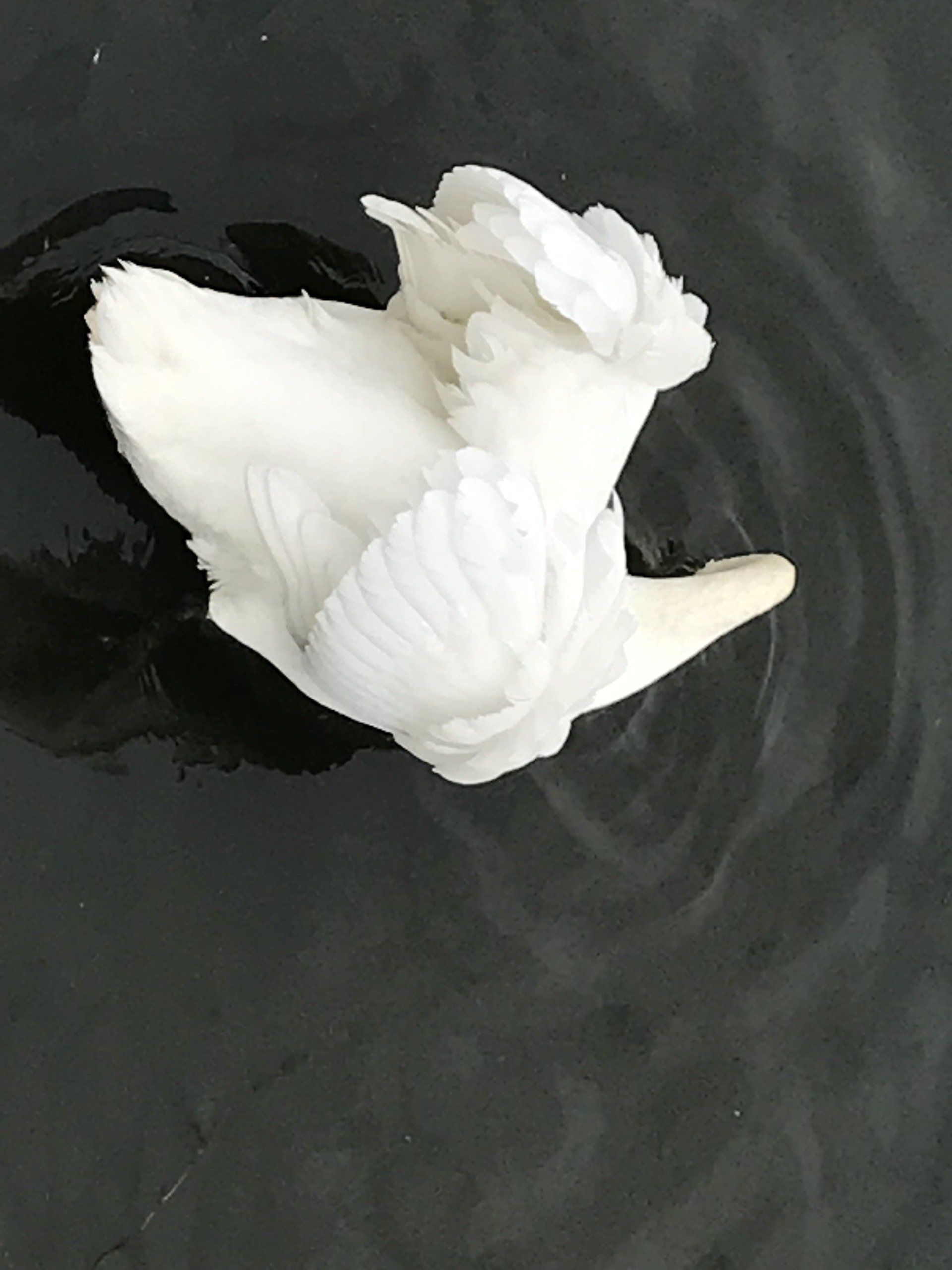 contemporary artist sculpture, multidisciplinary artist UK, sculpture and installation artist, David Booth MRSS, drawing, Fine Artist, photography, swan