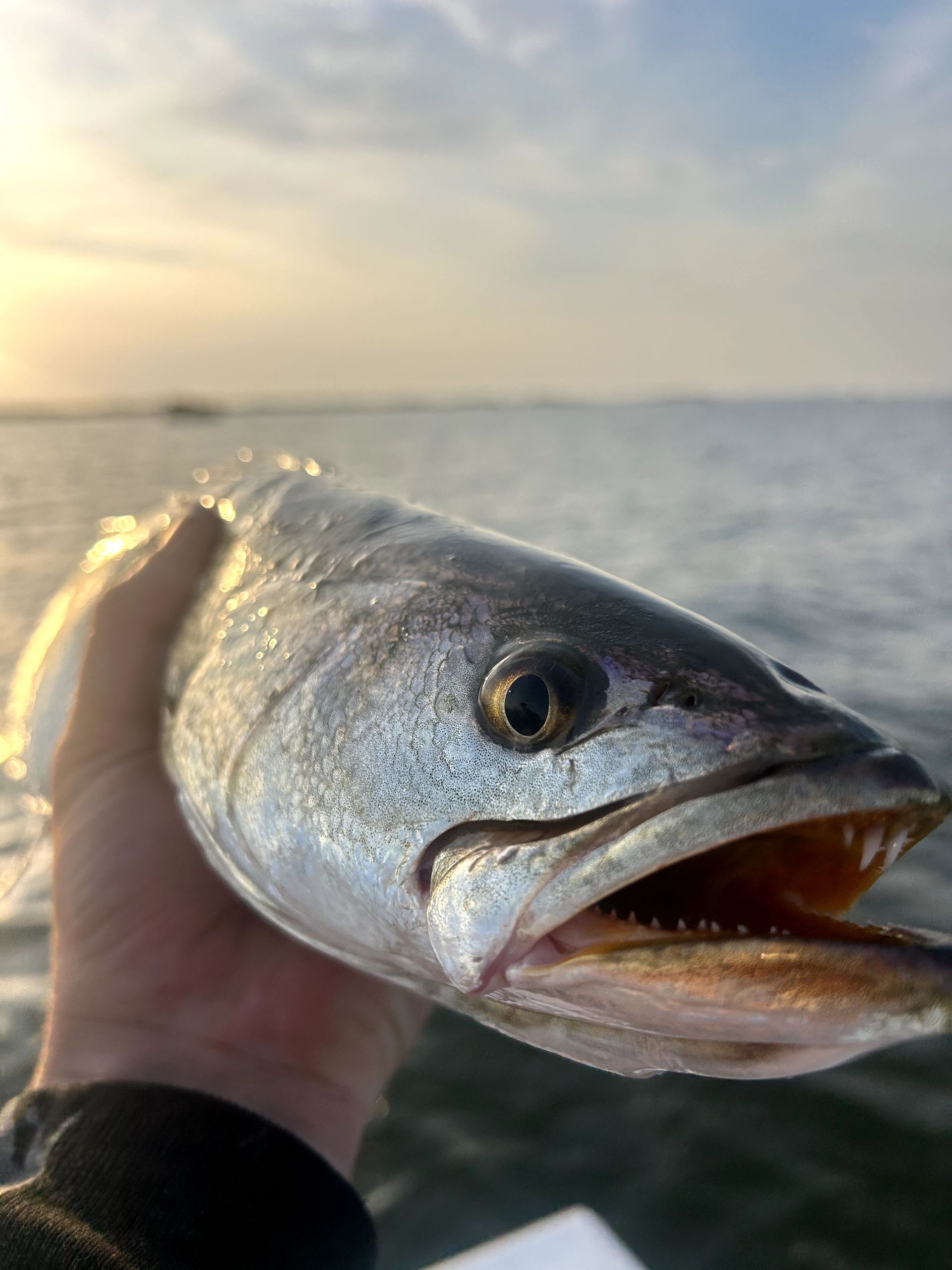 Close-up of a fish being held by a hand over calm water at sunset