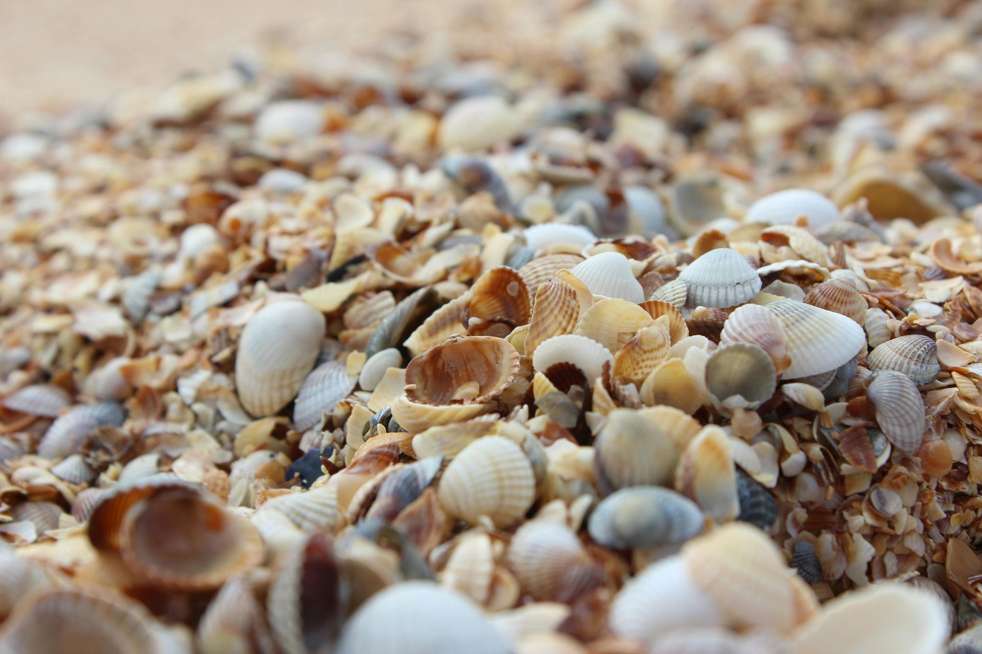 Close-up of assorted seashells scattered across a sandy beach