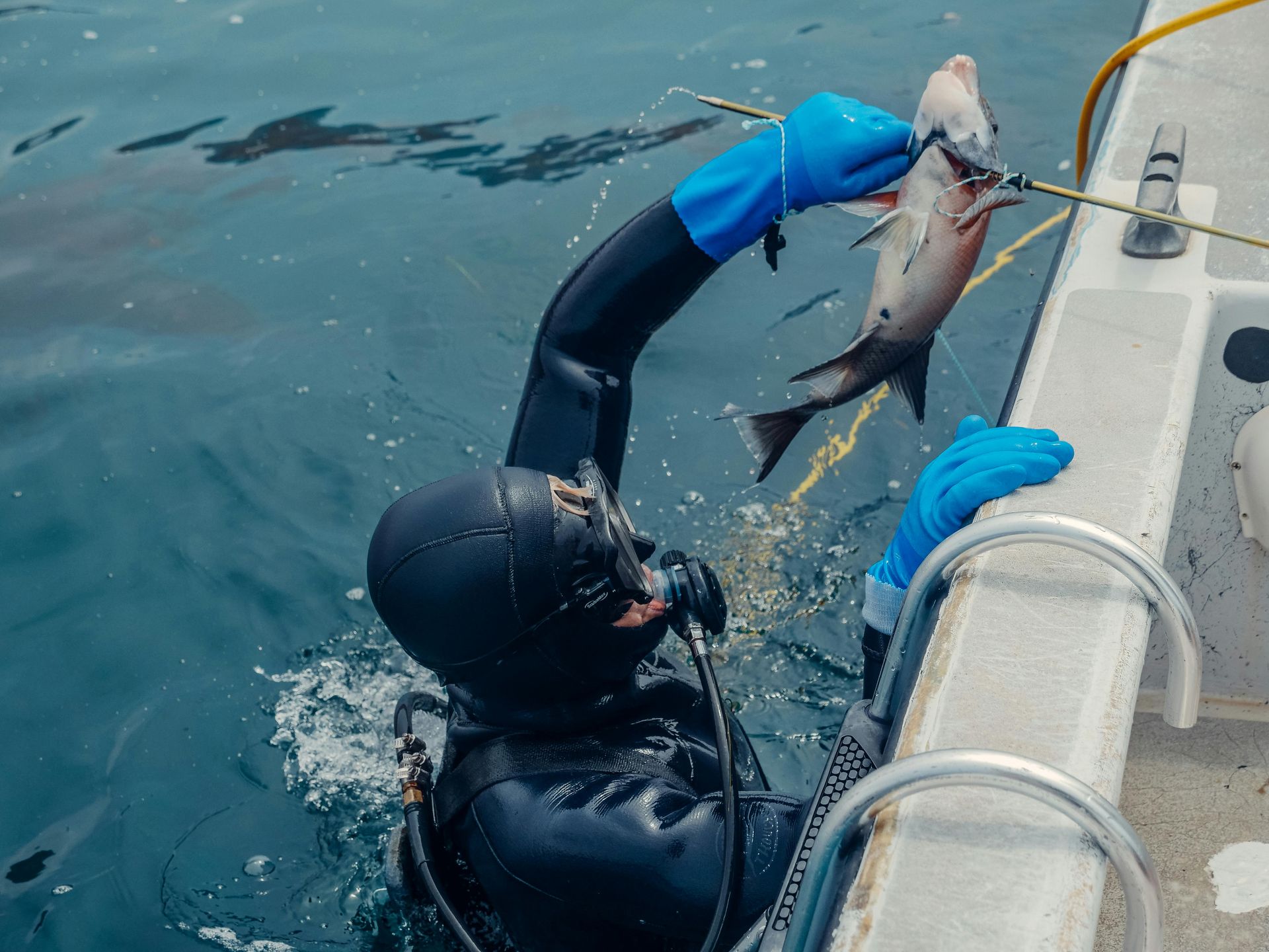 Diver in black wetsuit hoists a fish beside a boat over blue water.