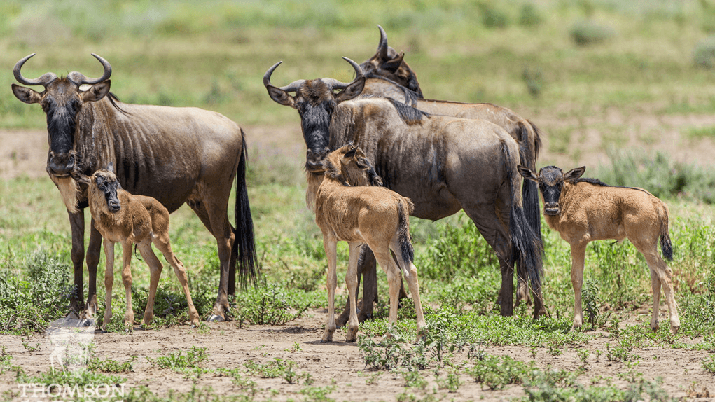 GREAT MIGRATION CALVING SAFARI TANZANIA - Predator Safaris