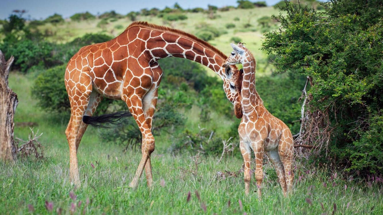 Lion King Safari Kenya Itinerary - Predators Safari Club