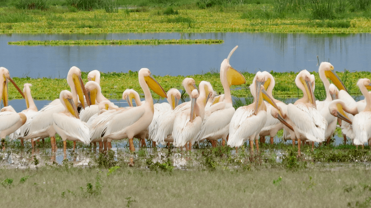 LAKE MANYARA NATIONAL PARK DAY TOUR TANZANIA - Predator Safaris
